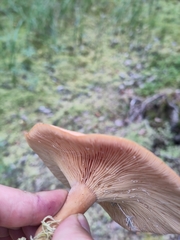 Lactarius helvus