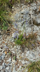 Campanula cespitosa
