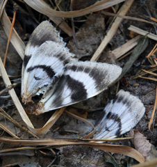 Catocala fraxini