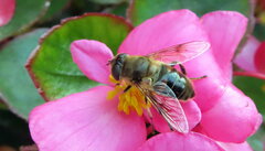 Eristalis