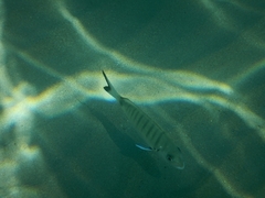 Diplodus sargus
