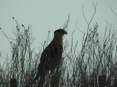 Caracara plancus