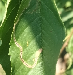 Lyonetia clerkella