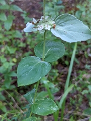 Pycnanthemum
