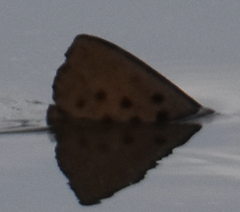 Triakis semifasciata