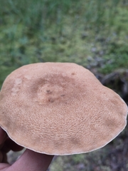 Lactarius helvus