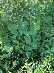 Passiflora lutea