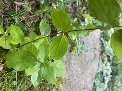 Lonicera hirsuta