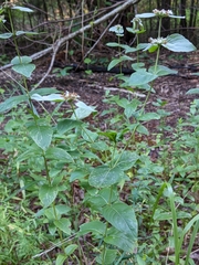 Pycnanthemum