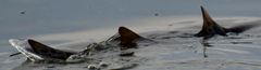 Triakis semifasciata