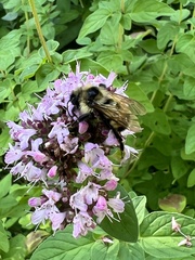 Bombus citrinus