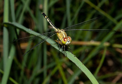 Diplacodes trivialis