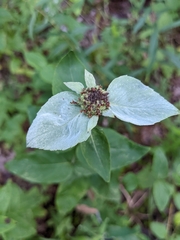 Pycnanthemum