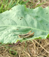 Chorthippus apricarius