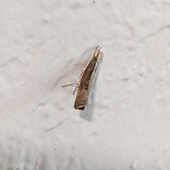 Parapediasia teterrellus