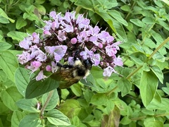 Bombus citrinus