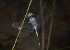 Diplacodes trivialis