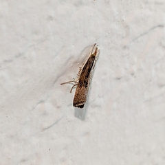 Parapediasia teterrellus