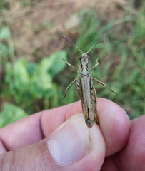 Chorthippus apricarius