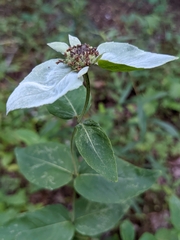 Pycnanthemum