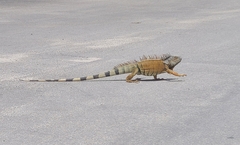 Iguana iguana