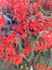 Begonia boliviensis