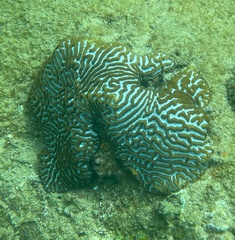 Merulinidae