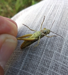 Chorthippus apricarius