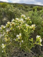 Ericameria albida