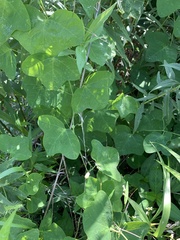 Passiflora lutea