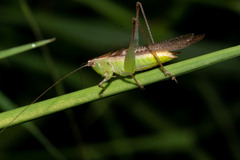 Conocephalus maculatus