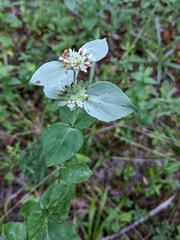 Pycnanthemum