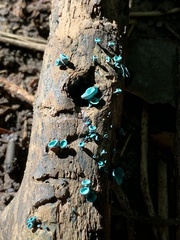 Chlorociboria