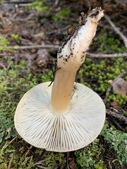 Tricholoma saponaceum