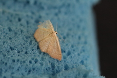 Cyclophora linearia