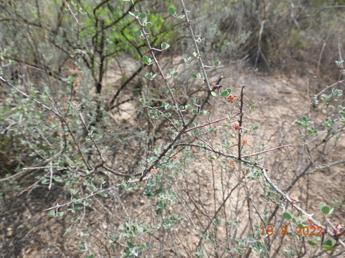 Image of Mimosa zygophylla by (c) Jonathan Rodriguez, some rights reserved (CC BY)