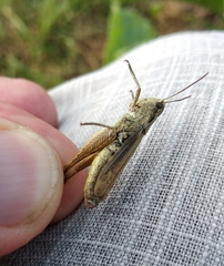 Chorthippus apricarius