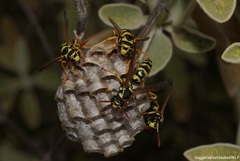 Polistes mongolicus