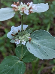 Pycnanthemum