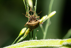 Eysarcoris ventralis