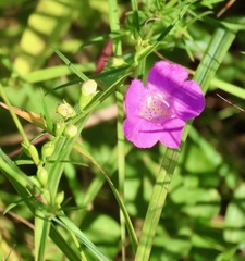 Agalinis purpurea
