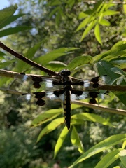 Libellula forensis
