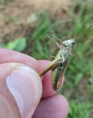 Chorthippus apricarius