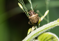 Eysarcoris ventralis
