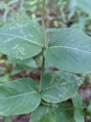 Pycnanthemum