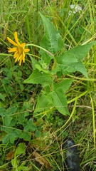 Heliopsis helianthoides