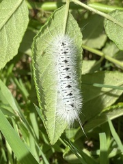 Lophocampa caryae