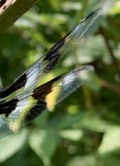 Libellula forensis