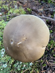 Tricholoma saponaceum