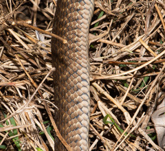 Fowlea flavipunctata